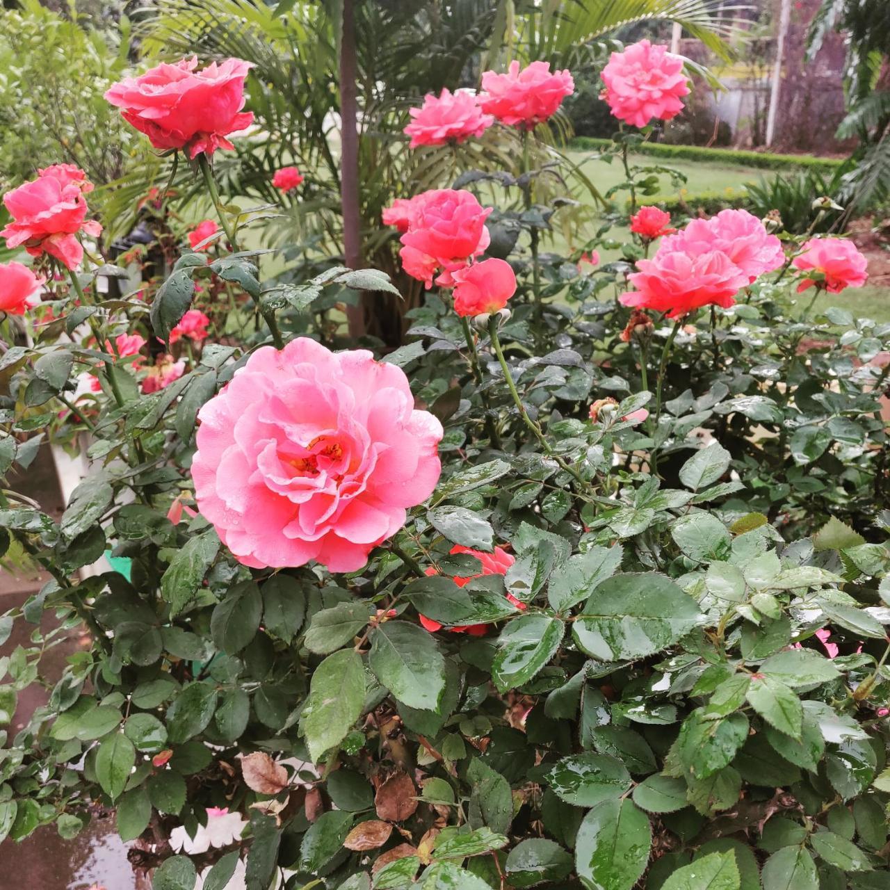 Heritage Homestay Jammu Ngoại thất bức ảnh